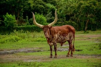 Tour de Safari, Guanacaste, Costa Rica photo